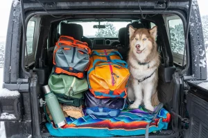 Suggestions for Luggage When Traveling Abroad with Pets