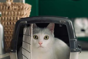 Requirements for Animal Transport Cages