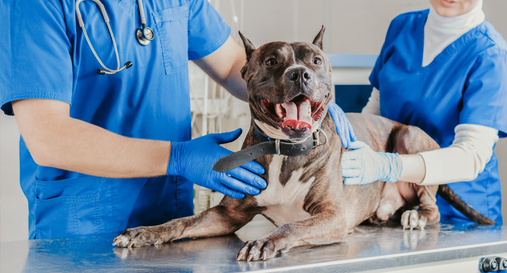 Comprehensive Advanced Diagnostic Services for Pets