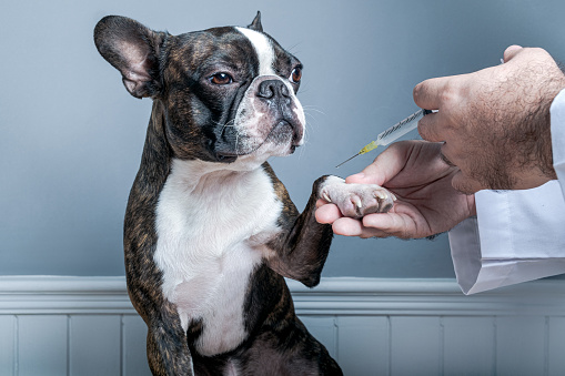 What Tests Do Pets Need Before Going Abroad?