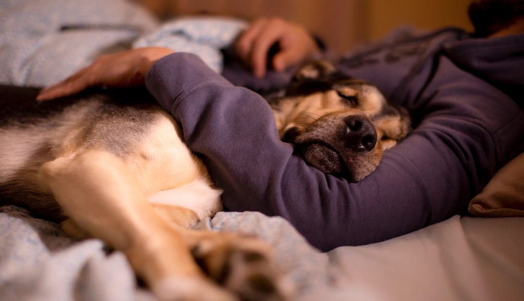 Is It Safe to Sleep with Dogs and Cats?