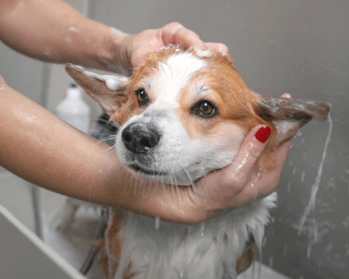 How to Help Your Pet Feel Less Scared During Bath Time