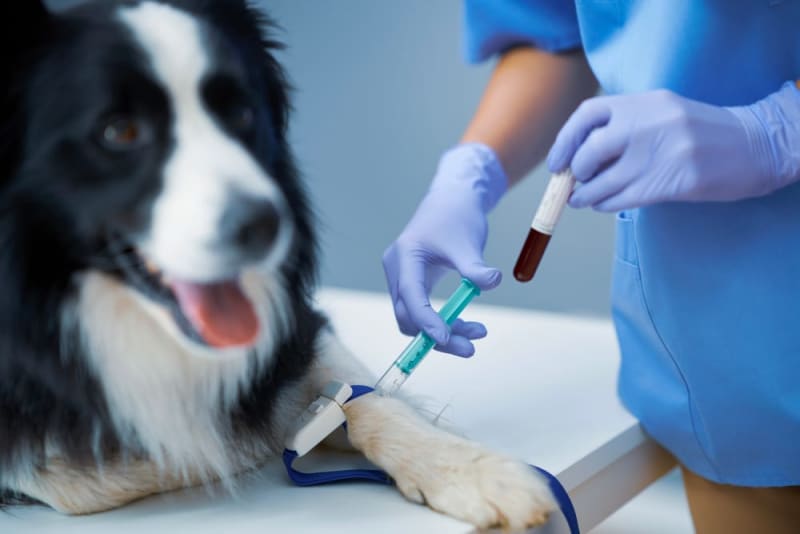 Pet Blood Test Procedure: A Clear Guide