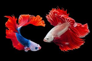 Aquarium Fish & Aquatic Animals: Can You Take Them on International Flights?