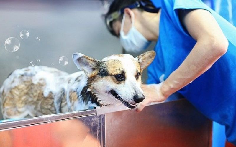 Tắm Gội & Chải Lông Thú Cưng Đúng Cách – Bí Quyết Giảm Rụng Lông Hiệu Quả 80%