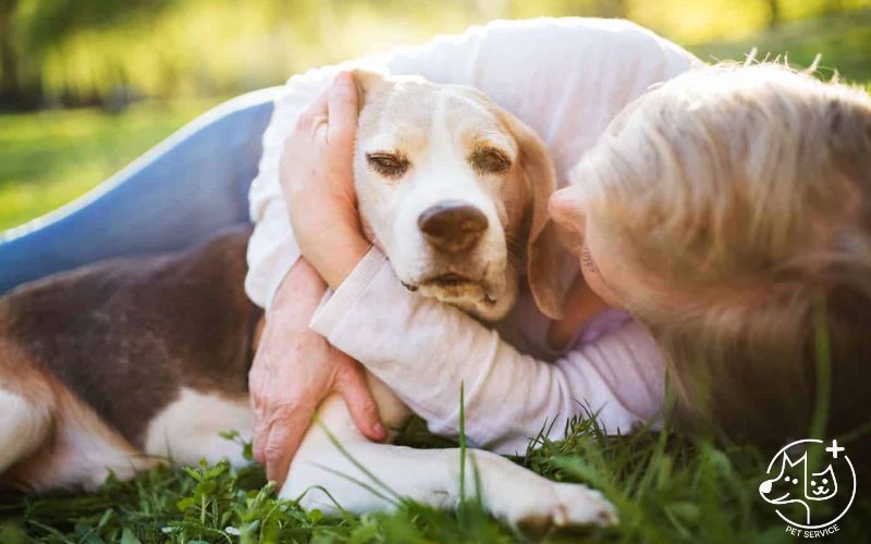 Cách chăm sóc thú cưng già (senior pet) – Dinh dưỡng và vận động
