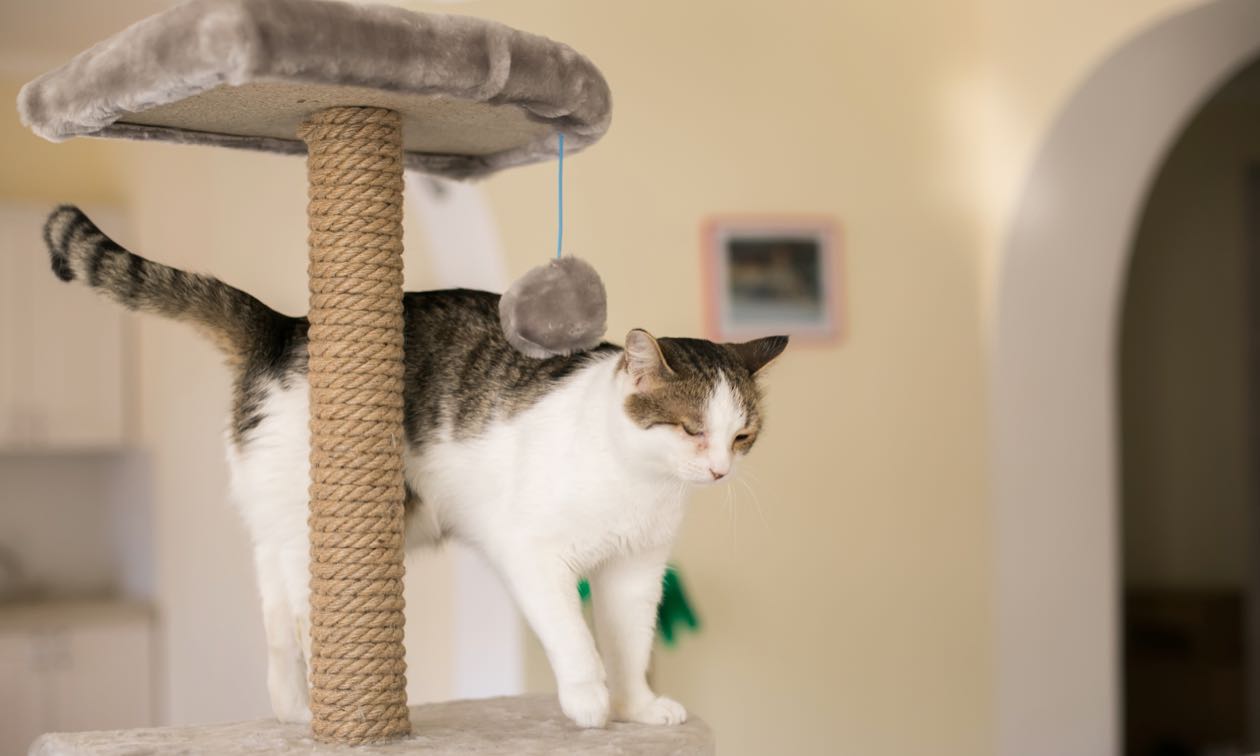Decoding Cat Body Language: A Clear Guide