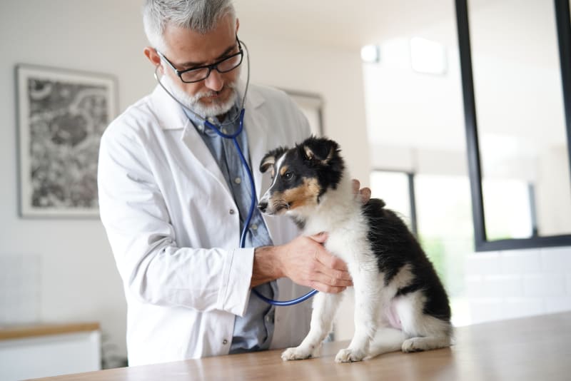 Benefits of regular health check-ups for pets 