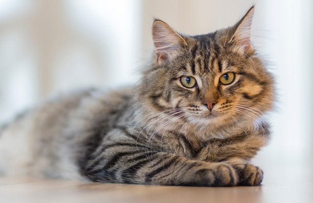 Latest Statistics on Dog and Cat Breeds Lifespan – What Factors Influence It?
