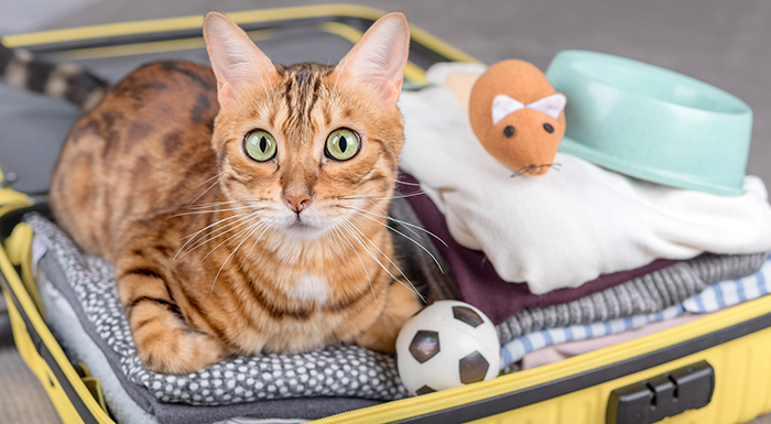 Vì sao Úc và New Zealand có quy định kiểm dịch thú cưng nghiêm ngặt nhất thế giới?