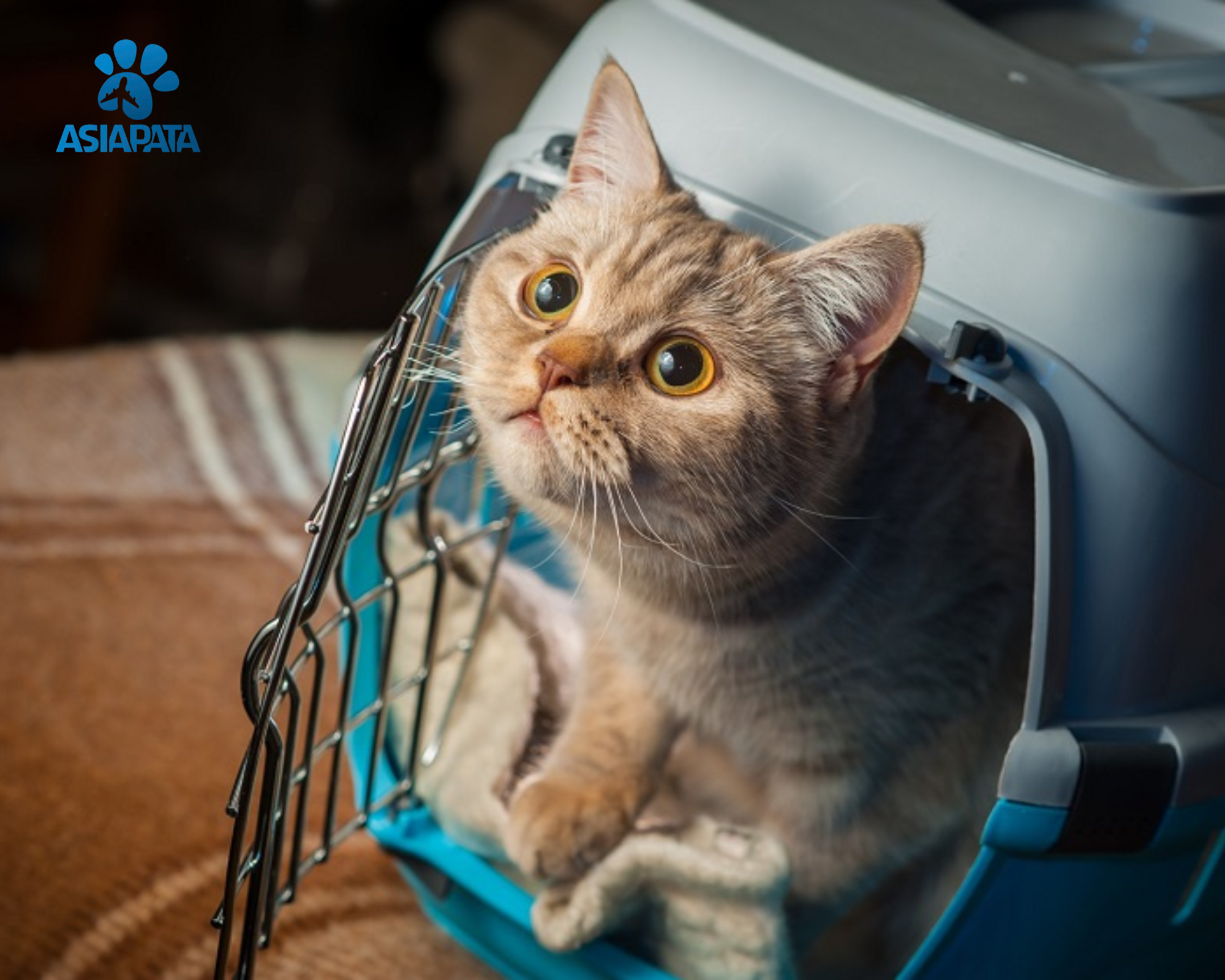 Vận Chuyển Thú Cưng Từ Việt Nam Đến Phoenix Cùng Asiapata – An Toàn, Nhanh Chóng, Chuẩn Quốc Tế