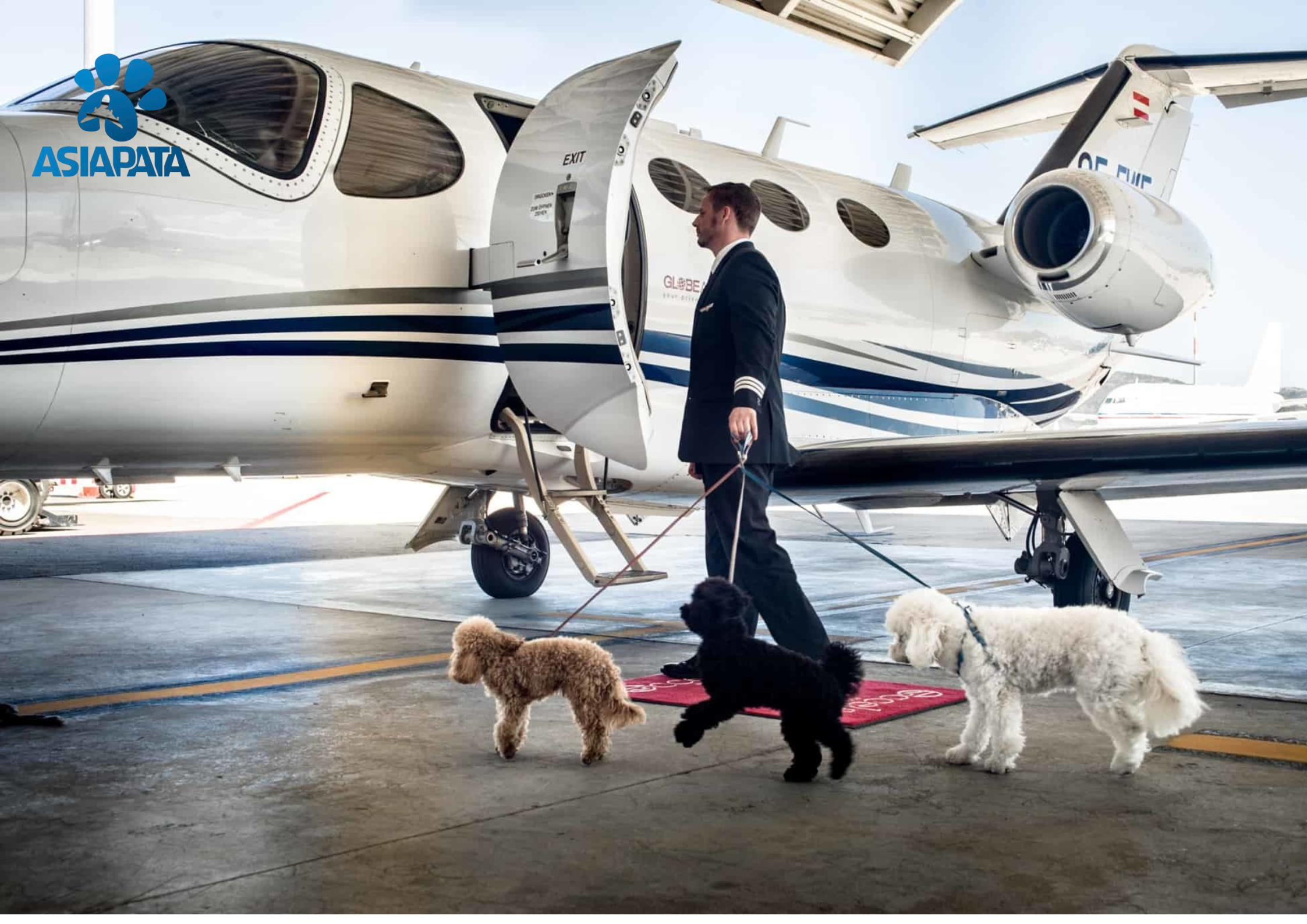 Vận Chuyển Thú Cưng Từ Việt Nam Đến Louisville – Dịch Vụ Cao Cấp Cho Hành Trình Đoàn Tụ Hoàn Hảo