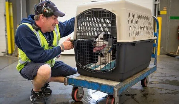 Pet Quarantine Rules at International Airports – Must-Know for Owners