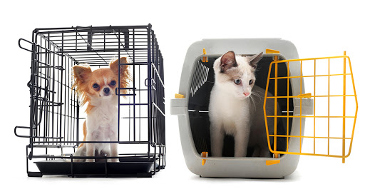 Is It Difficult to Bring Pets to Taiwan? Detailed Pet Entry Documentation for First-Time Pet Owners