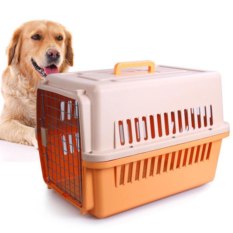 Vận chuyển thú cưng từ Việt Nam đến Lucknow Thái Lan – Hành trình an toàn và thuận tiện