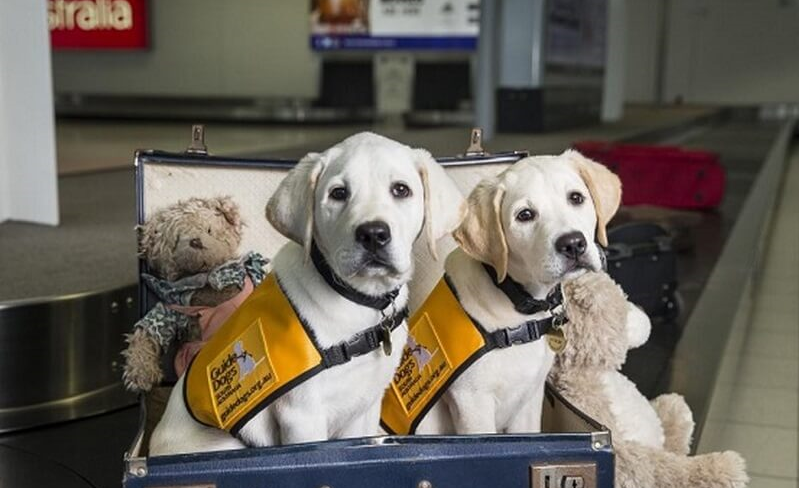 Các nước yêu cầu giấy phép nhập khẩu đối với thú cưng