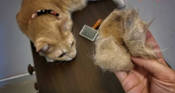 Kucing Rontok Bulu Berlebihan: Penyebab dan Cara Mengatasinya