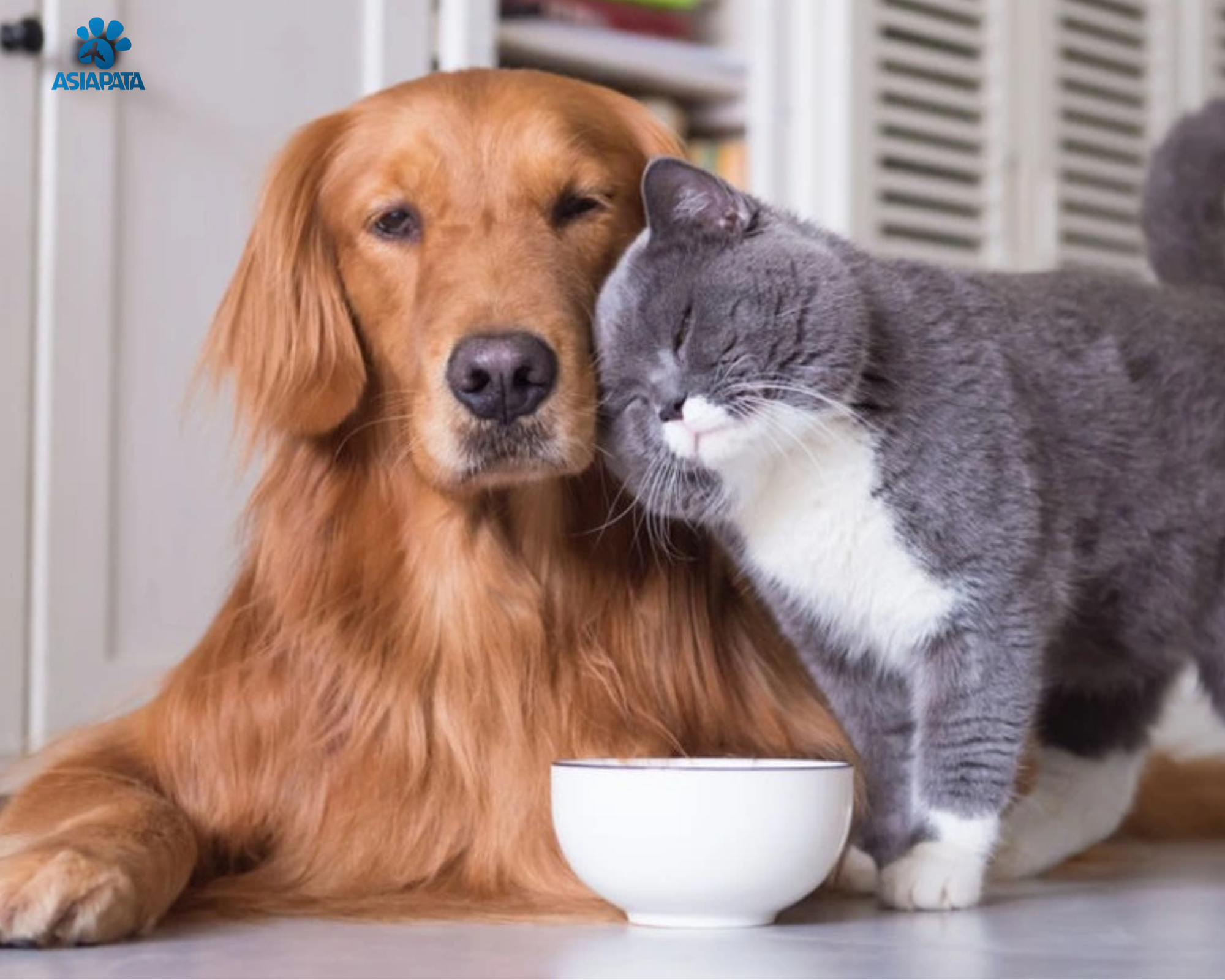 Các Mẹo Chữa Bệnh Khẩn Cấp Cho Thú Cưng – Chủ Nuôi Nhất Định Phải Biết