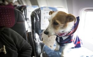 What documents are included in a non-commercial veterinary transport file?