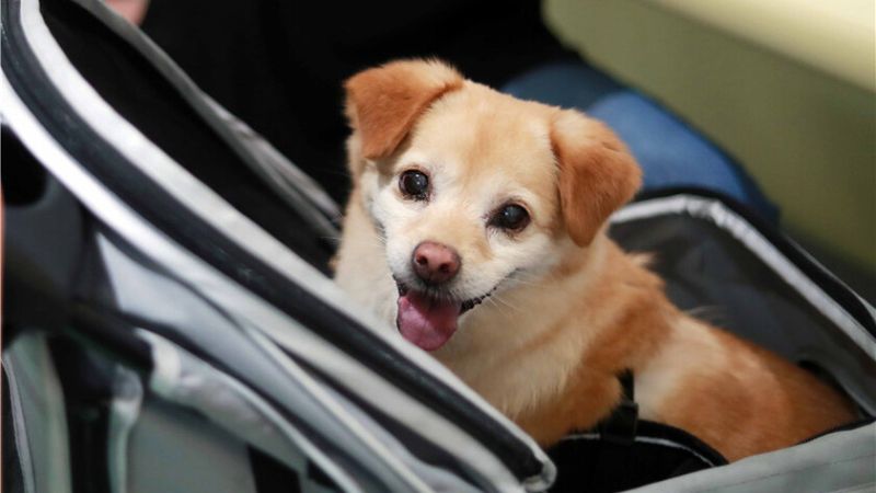 Batas Hewan Peliharaan yang Boleh Dibawa Setiap Penumpang Terbaru