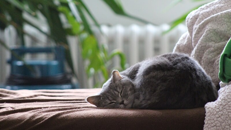 Pet care in hot and cold seasons