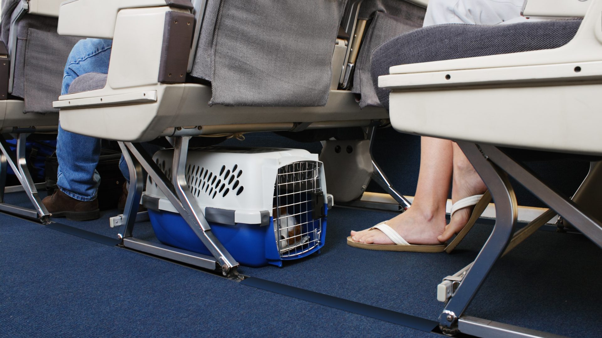 Transport Routes: Airlines That Allow Pets