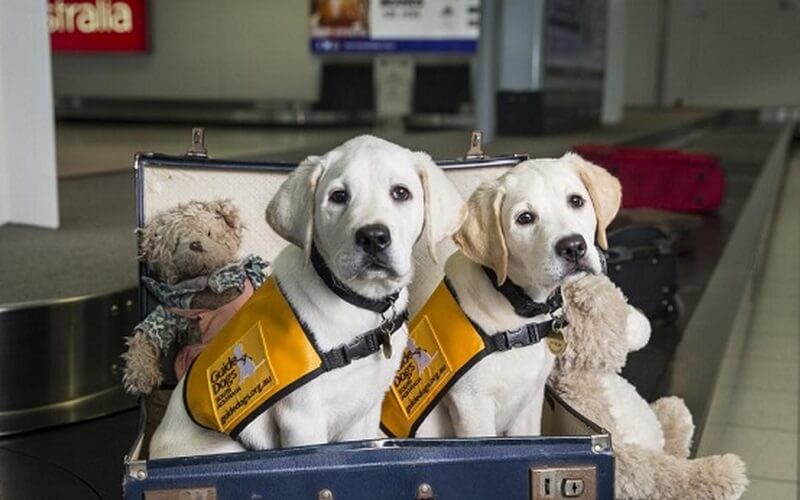 Quy định xuất nhập cảnh thú cưng theo đường bộ