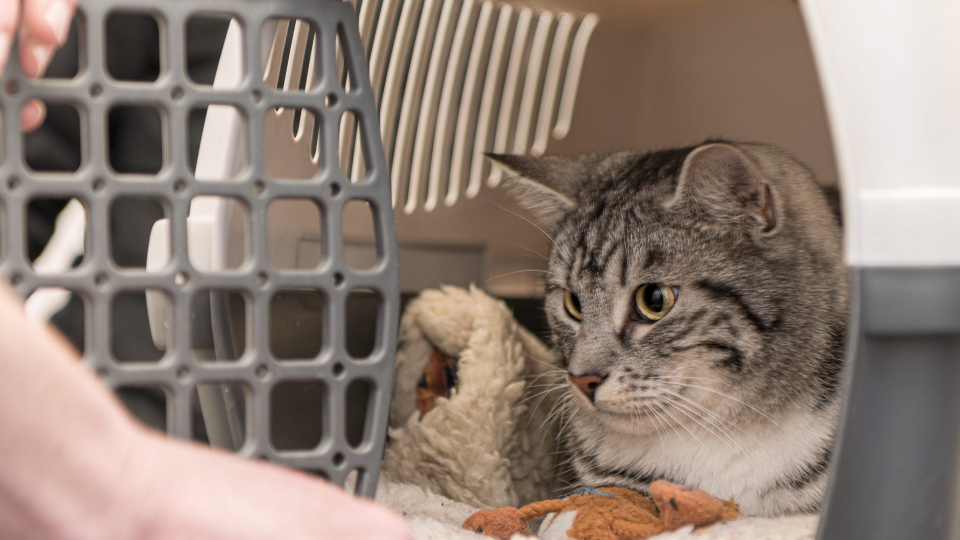 Choose a pet cage according to the IATA standards.