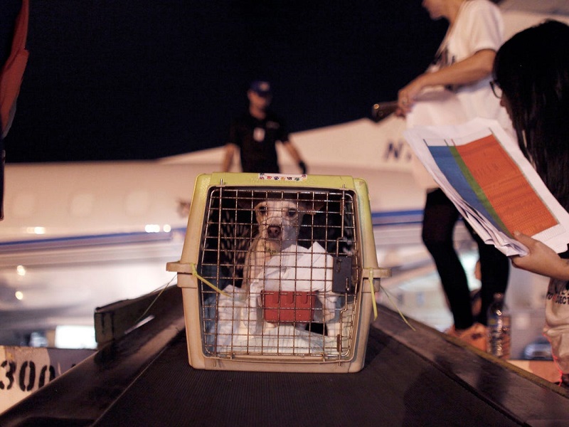 What to know before bringing dogs and cats to Admiralty 