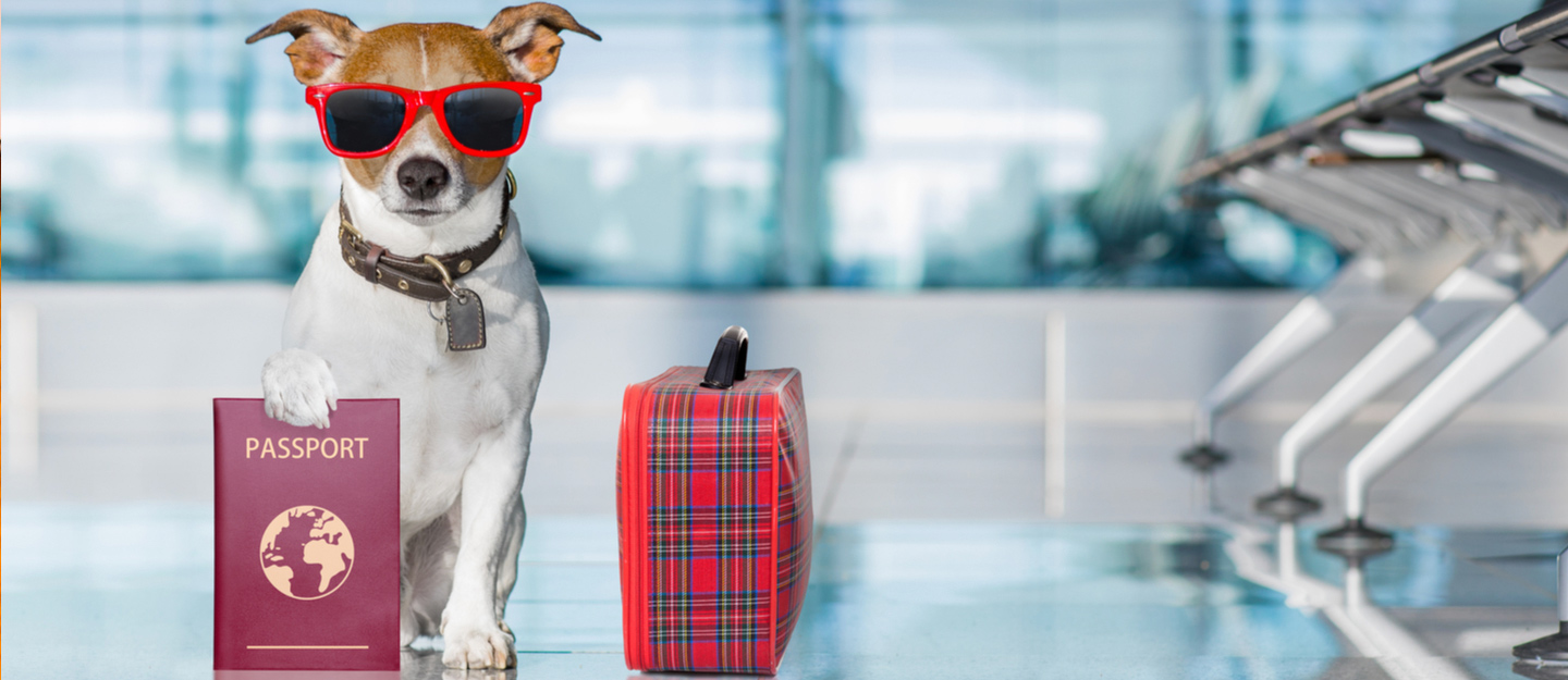 Basic procedures to prepare to send pets to New York.