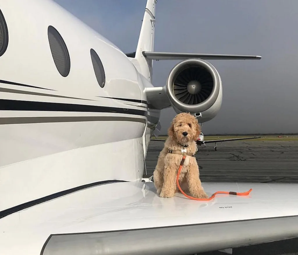 Basic procedures to prepare to send pets to Tokyo.