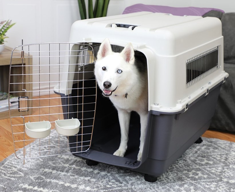 Some requirements for pet carrier with IATA standards.