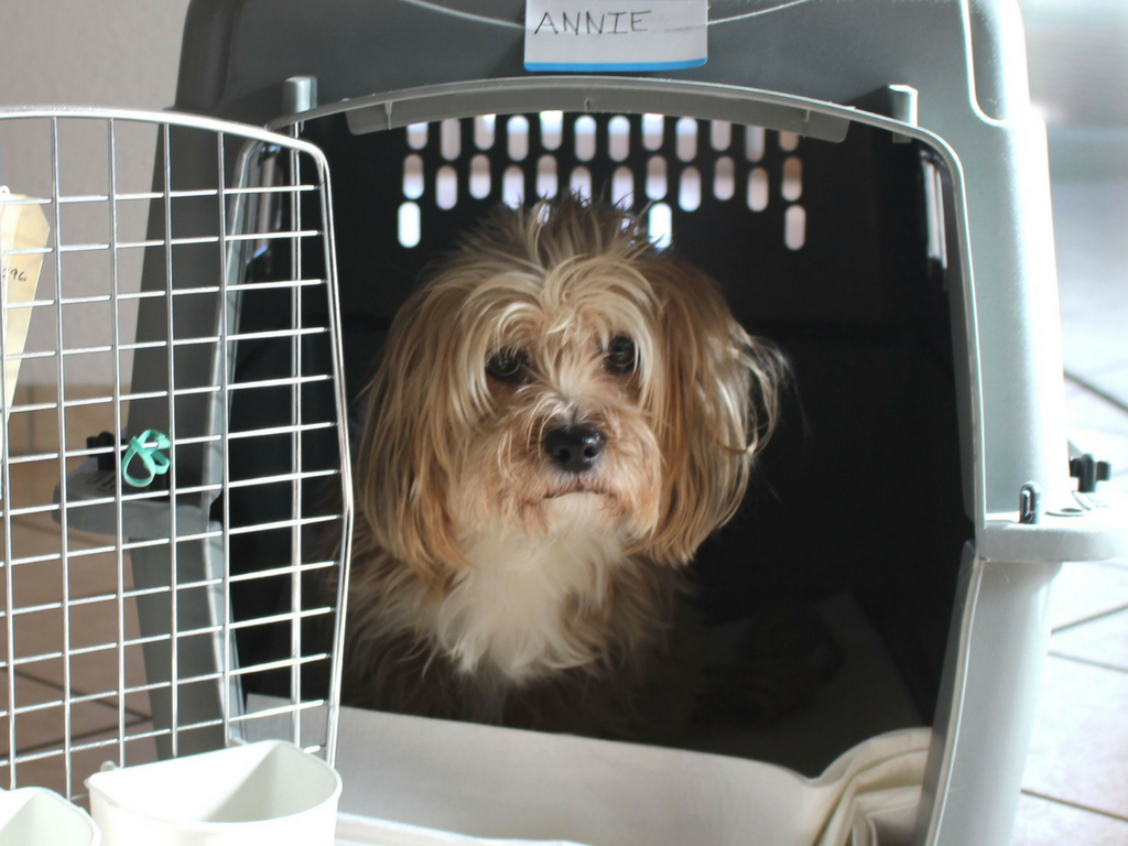 International Pet Transport From VietNam To France