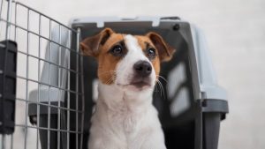 International Pet Transportation To HongKong
