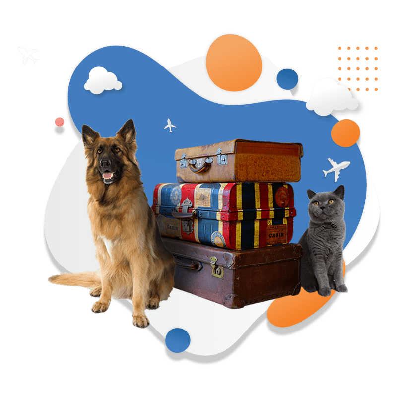 International Pet Transport From VietNam To France