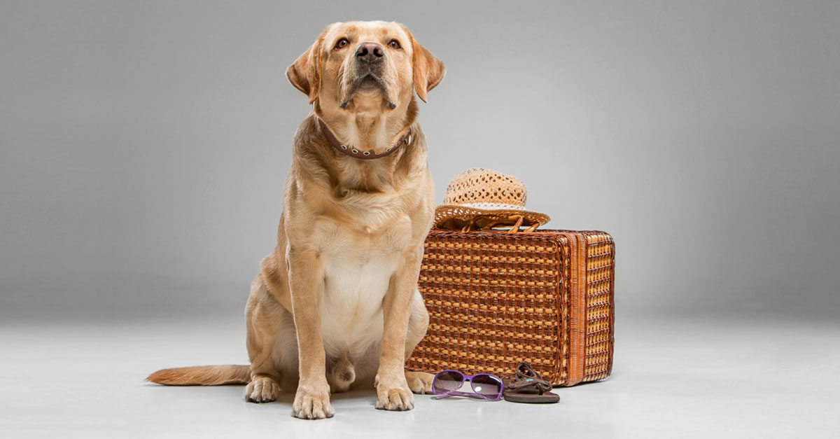 What documents are needed to freight your pets abroad ?