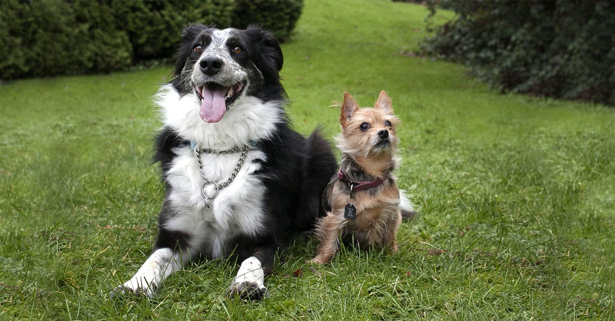 The demand for transporting pets to Vancouver .