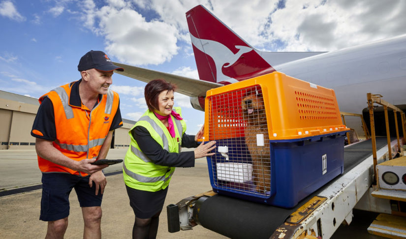 Carefully prepare for your pets before transporting.