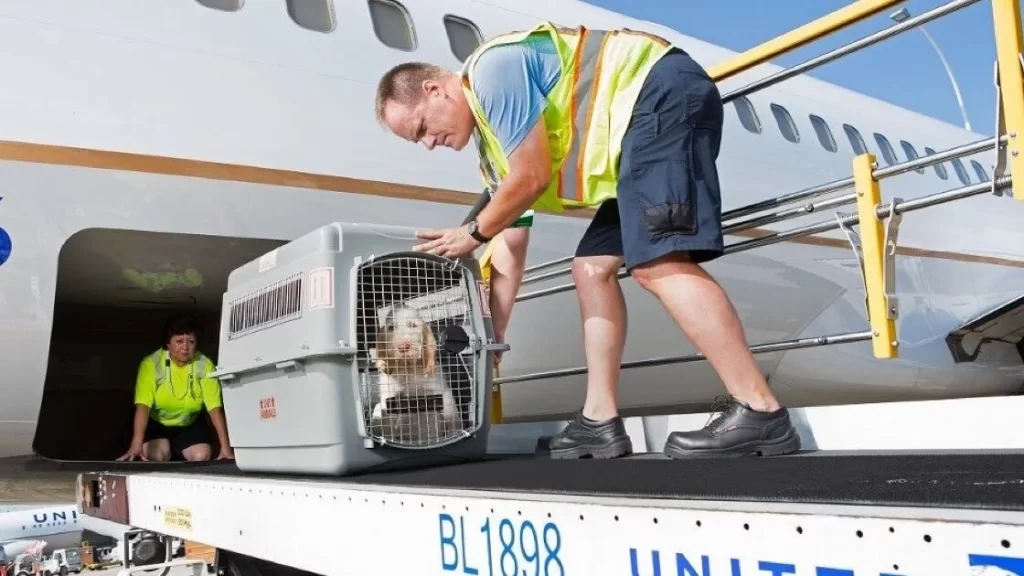 How does international pet transportation work ?