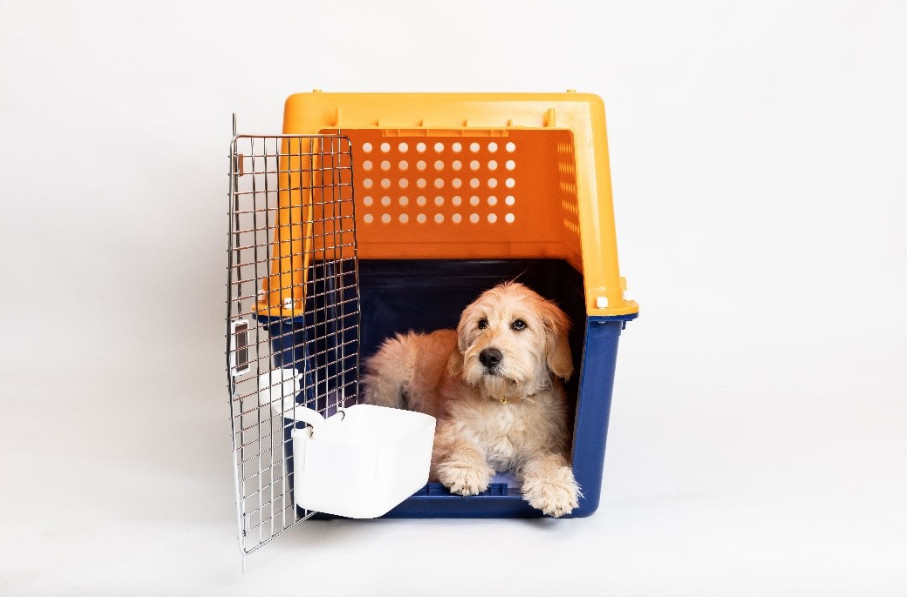 Making cautious preparations before shipping your pets via air