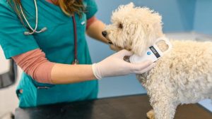 Why is microchip so crucial for transporting pets internationally ?