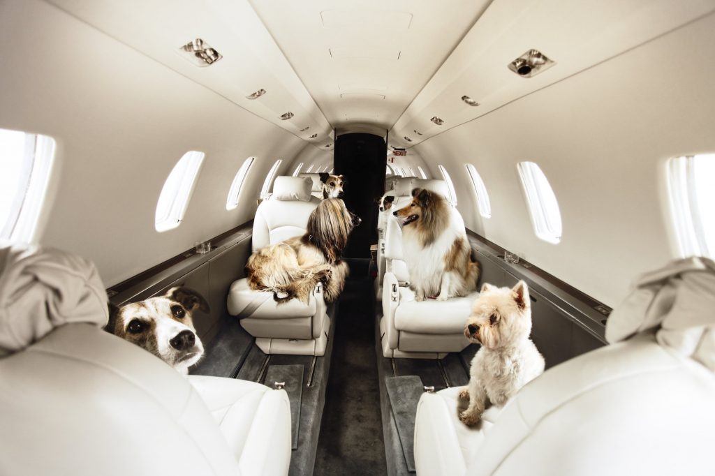 Choose a pet cage according to the IATA standards.