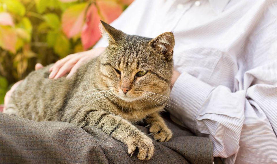 Top tips for flying with an older cat