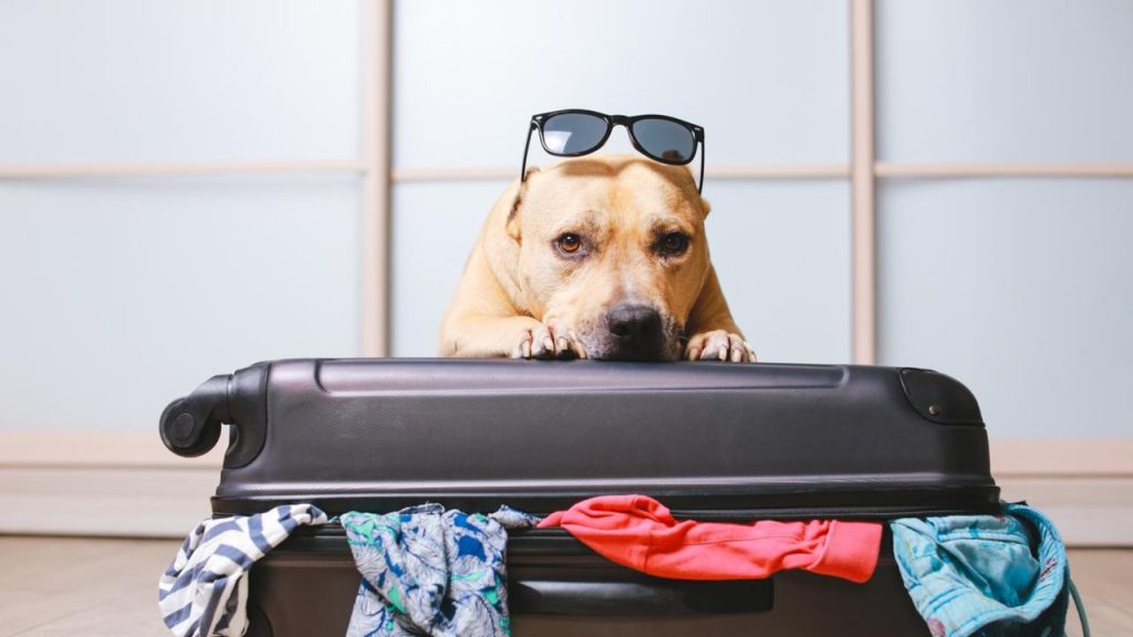 Transporting Your Pet to Japan: A Comprehensive Guide