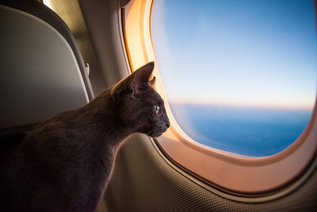 Malaysia Air Pets Carriage Regulations (Updated 2024)