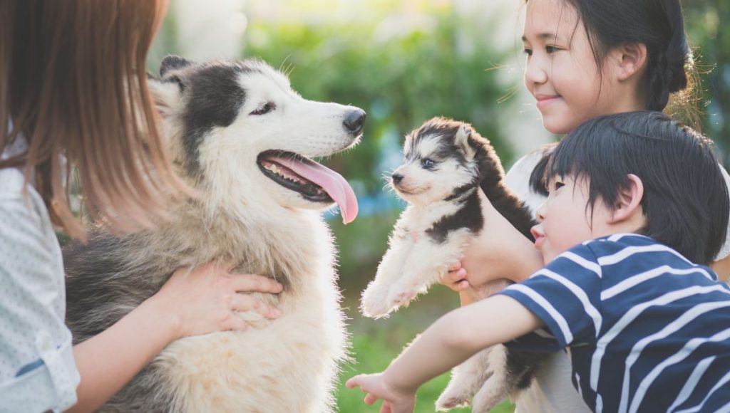 Bringing Your Dog to Thailand