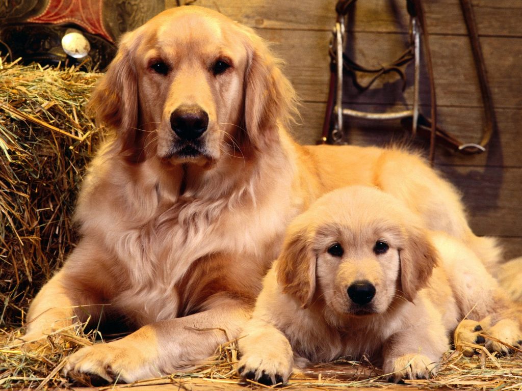 Golden Retrievers: The Friendliest Family Dog