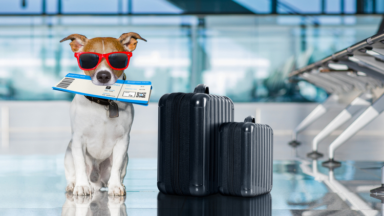 Transporting Your Pet to Japan: A Comprehensive Guide