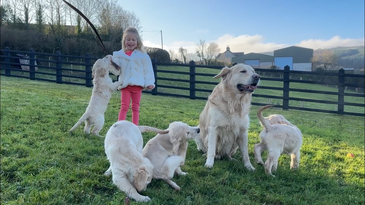 Golden Retrievers: The Friendliest Family Dog