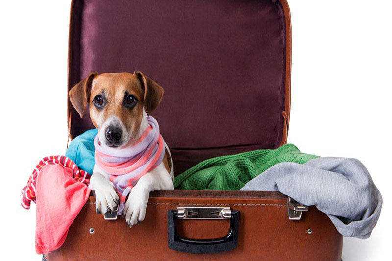 Traveling with your furry friend from Da Nang to Laos